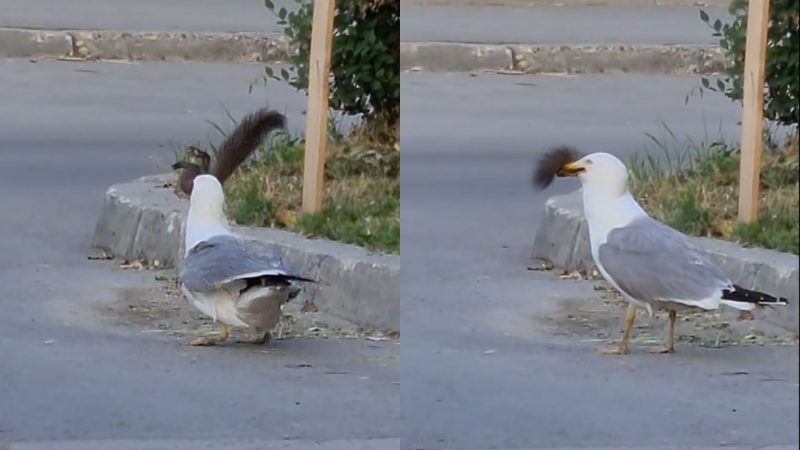 Gaivota viraliza ao comer esquilo por inteiro