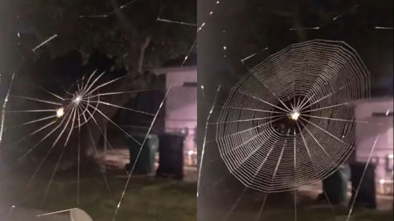 Aranha tece teia em círculos