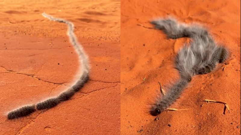 Procissão bizarra feita por lagartas é considerada praga na Europa