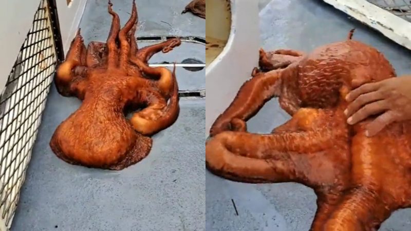 Polvo-gigante-do-Pacífico mais parece alienígena