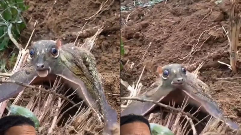 Animal chamou a atenção de internautas 