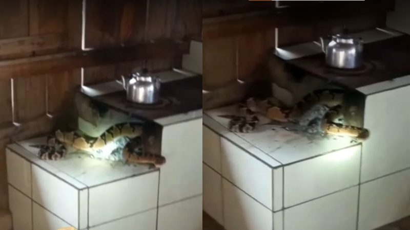Cobra encontrada na boca do fogão