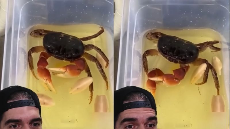 &lsquo;Caranguejo cirurgi&atilde;o&rsquo;: entenda a t&eacute;cnica do animal que arrancou o pr&oacute;prio &lsquo;bra&ccedil;o&rsquo; – Foto: Reprodu&ccedil;&atilde;o/Internet/ND