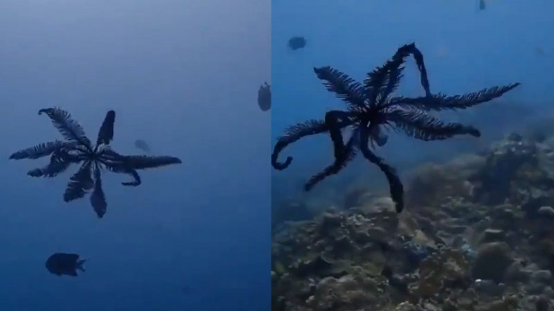 Samambaia foi estrela em filmes animados