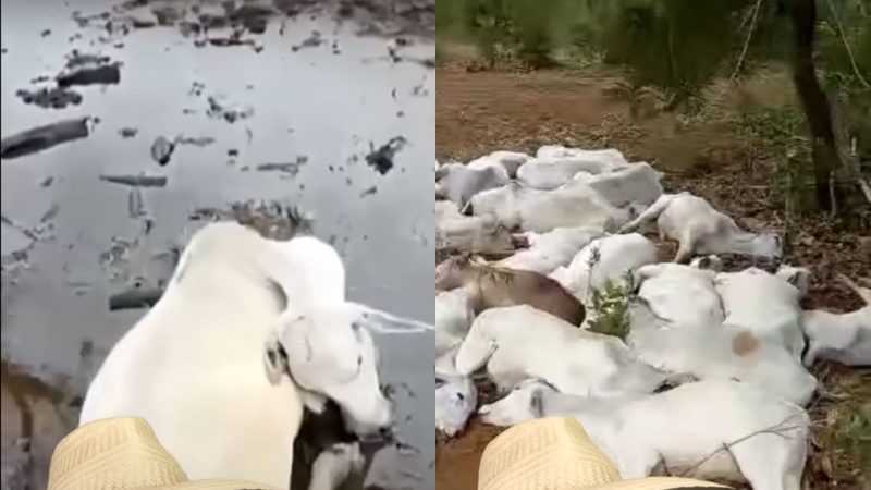 Búfalo mata cavalo e fere peão em ataque de fúria no Pantanal - Interior -  Campo Grande News