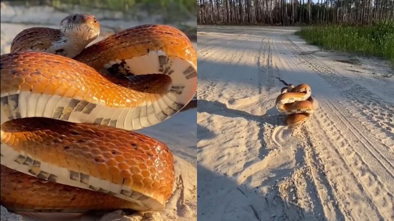 Cobra-do-milho é conhecida por ser "a mais tranquila do mundo"