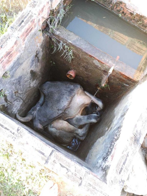 Vaca cai em reservat&oacute;rio de &aacute;gua – Foto: Bombeiros Volunt&aacute;rios/Reprodu&ccedil;&atilde;o/ND