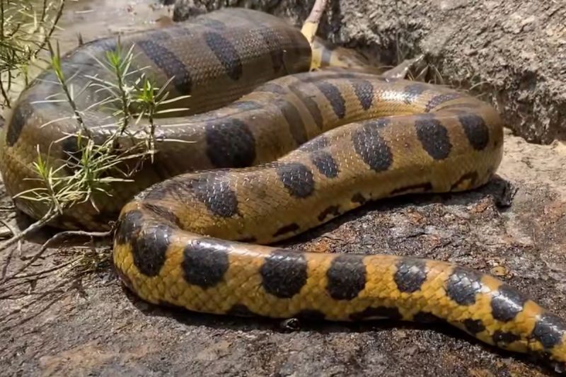Giant anaconda appears from behind