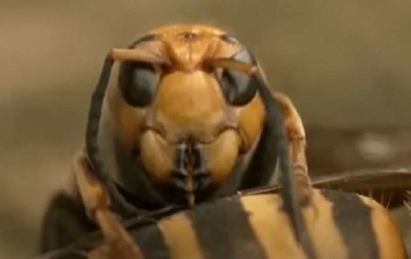 Vespa Mandarina &eacute; fatal aos humanos – Foto: Reprodu&ccedil;&atilde;o Youtube