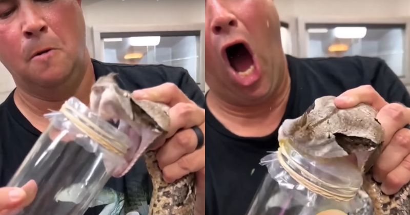 Serpente &eacute; considerada a mais pe&ccedil;onhenta do mundo – Foto: Bi&oacute;logo Henrique/Reprodu&ccedil;&atilde;o/ND