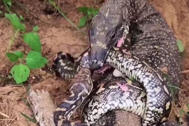 Dragão-de-komodo aparece lutando com serpente