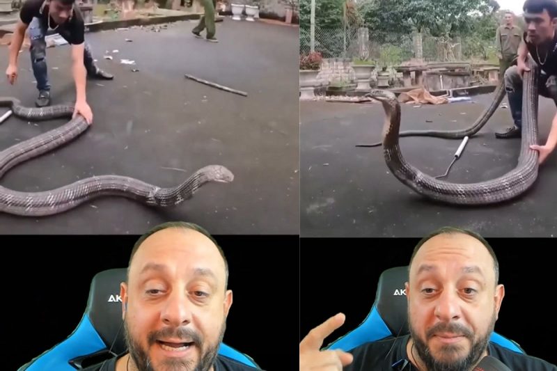 Cobra da espécie cobra-rei aparece sendo supostamente resgatada e se mostra irritada