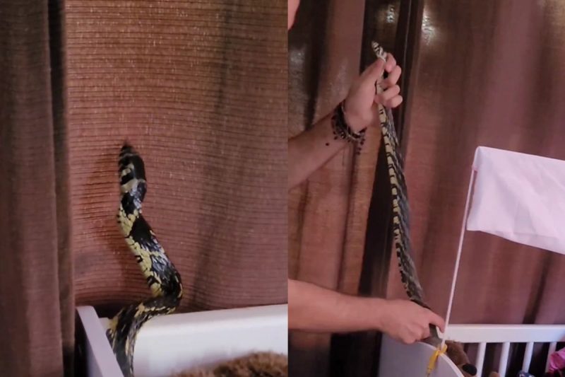 Cobra aparece dentro de berço durante resgate em Jaraguá do Sul