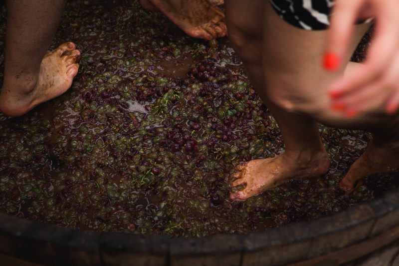 Uma das atra&ccedil;&otilde;es da Vindima Goethe &eacute; a pisa da uva – Foto: Felipe Carneiro/Sebrae Urussanga/Divulga&ccedil;&atilde;o