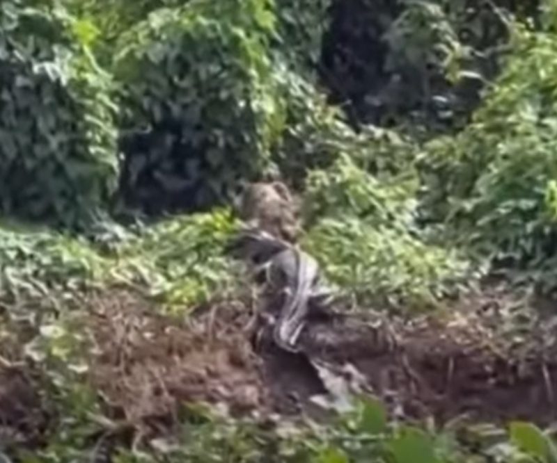 onça-pintada no muque ergueu o jacaré parrudo
