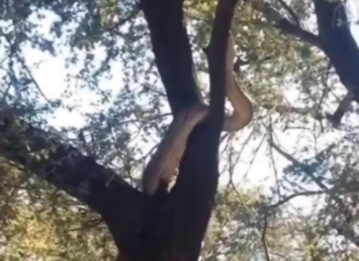 sucuri escalando a árvore