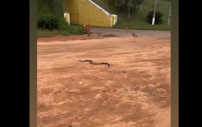 Serpente medonha foi vista em uma área de terra