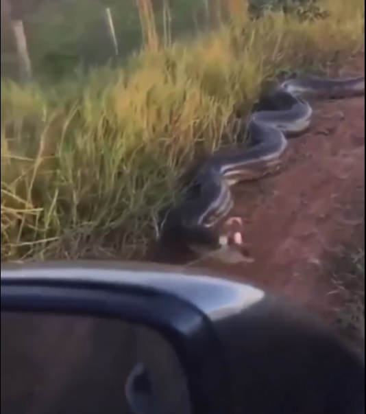anaconda a espreita na estrada