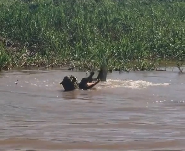 onça-pintada com o jacaré na boca rodando no meio de um rio no Pantanal