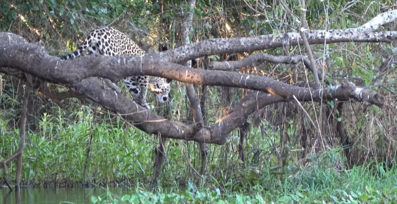 onça-pintada em cima do tronco para pegar o jacaré