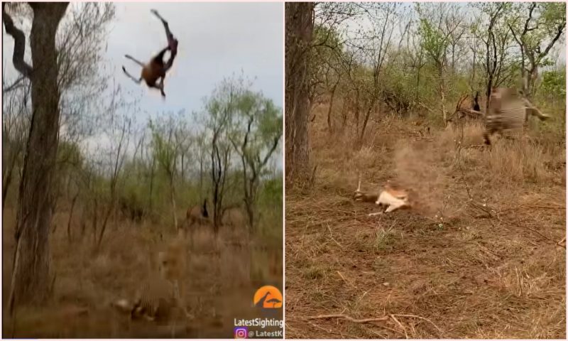 Filhote de leopardo derrubou a carcaça de impala na cabeça da mamãe 