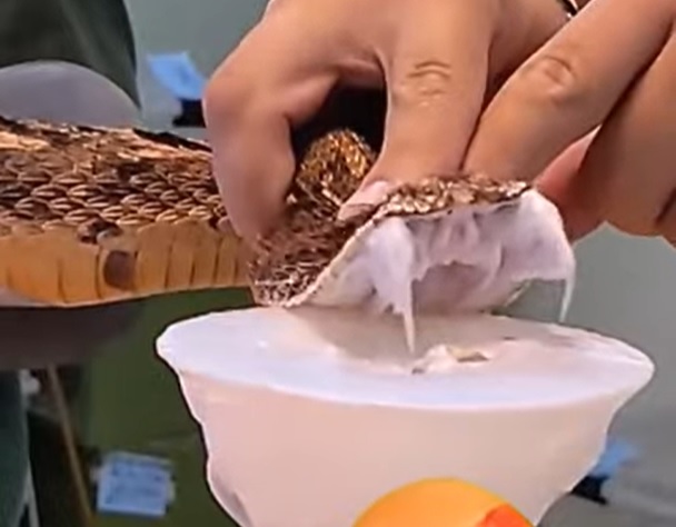 víbora do sopro causa espanto