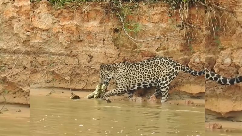 Anaconda e onça batalham pela vida
