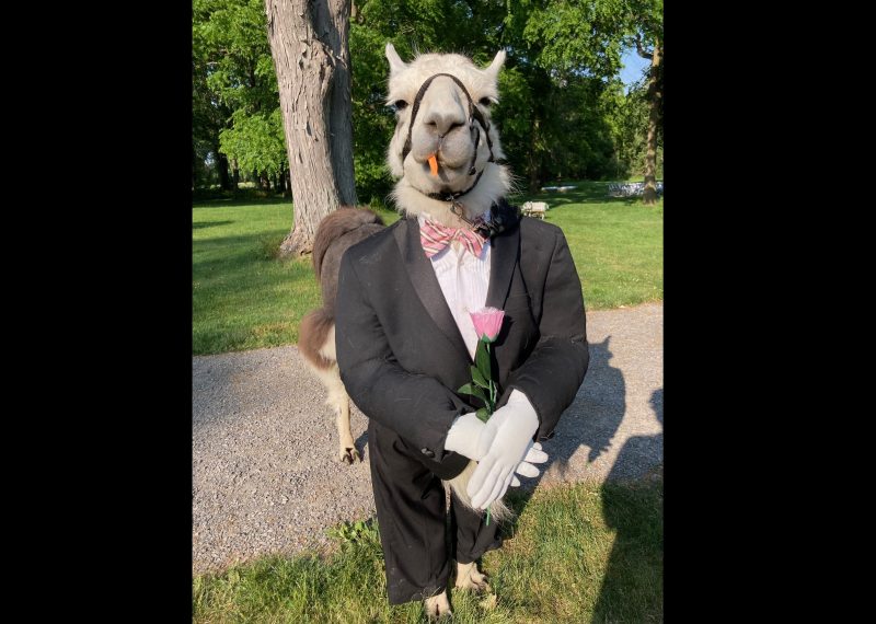 Vestido a car&aacute;ter, com direito a smoking e uma gravata borboleta, a lhama “J” fez quest&atilde;o de ficar ao lado dos padrinhos do noivo – Foto: Llama Adventures NY/Redes Sociais/Divulga&ccedil;&atilde;o/ND