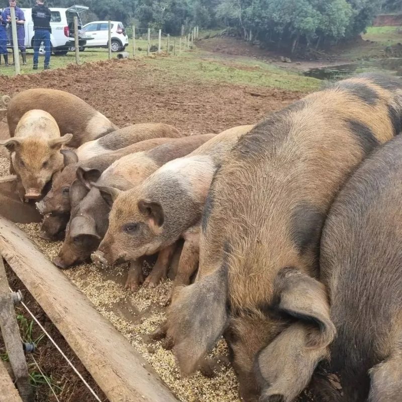 Javalis e javaporcos