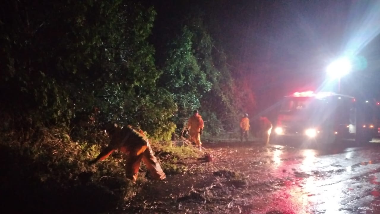 Em Trombudo Central, vento derrubou árvores nesta quarta-feira (12) - Corpo de Bombeiros/Divulgação/ND