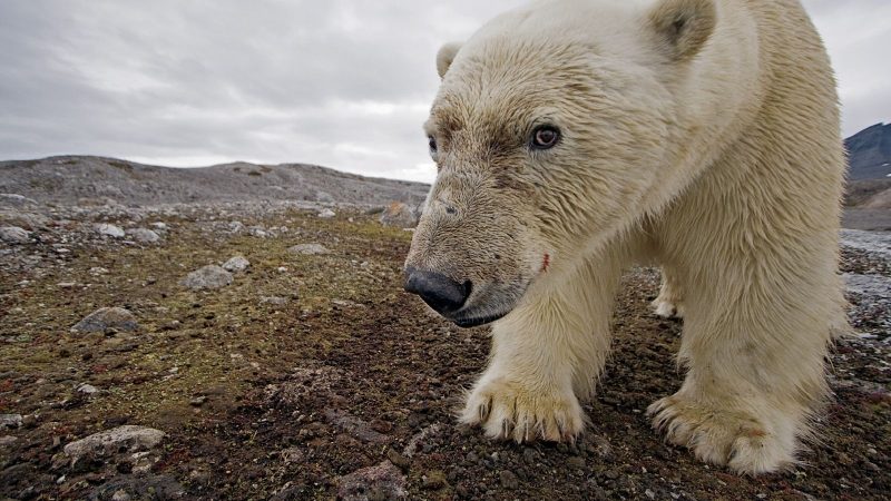 Homem chama a pol&iacute;cia ao ver ‘urso polar’ em SC – Foto: Reprodu&ccedil;&atilde;o/National Geographic Brasil/ND
