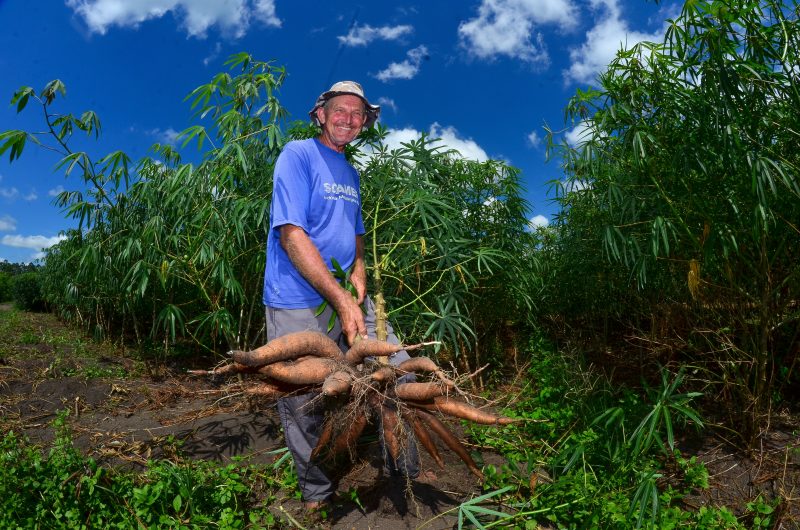 Aipim de Itaja&iacute; cultivado em ‘terra preta’ pode ganhar selo de identifica&ccedil;&atilde;o geogr&aacute;fica – Foto: Marcos Porto/Prefeitura de Itaja&iacute;/Divulga&ccedil;&atilde;o/ND