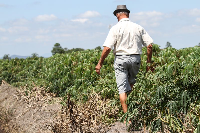 Aipim &eacute; cultivado em tr&ecirc;s comunidades de Itaja&iacute; – Foto: Marcos Porto/Prefeitura de Itaja&iacute;/Divulga&ccedil;&atilde;o/ND