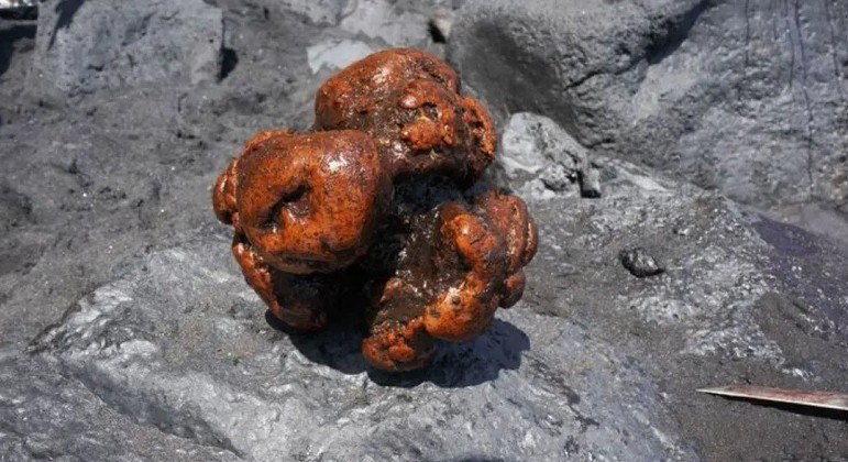 Professor investigava a morte de uma baleia cachalote