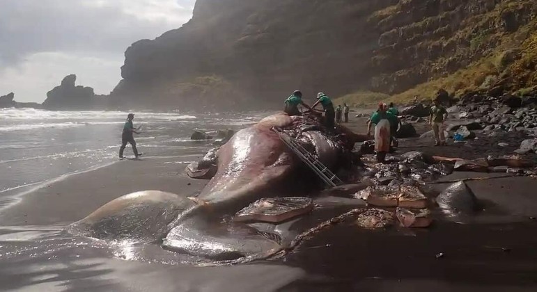 Professor encontra pedra preciosa avaliada em mais de R$ 2 mi – Foto: Divulga&ccedil;&atilde;o/ Reprodu&ccedil;&atilde;o/ND