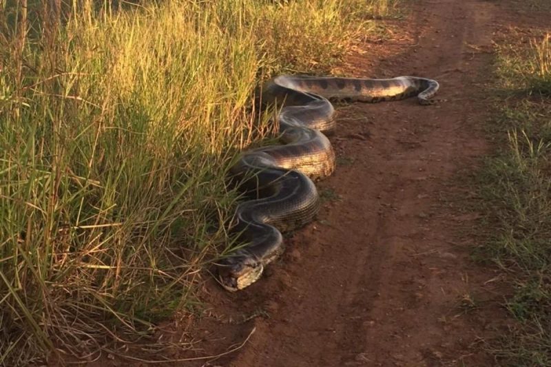 Sucuri enorme assustou pelo tamanho