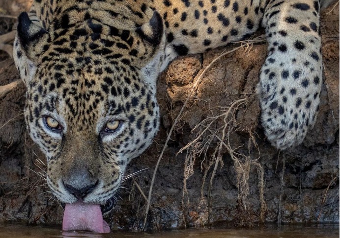 A onça foi fotografada pelo especialista em natureza, o fotógrafo Benjamin James Knobel.