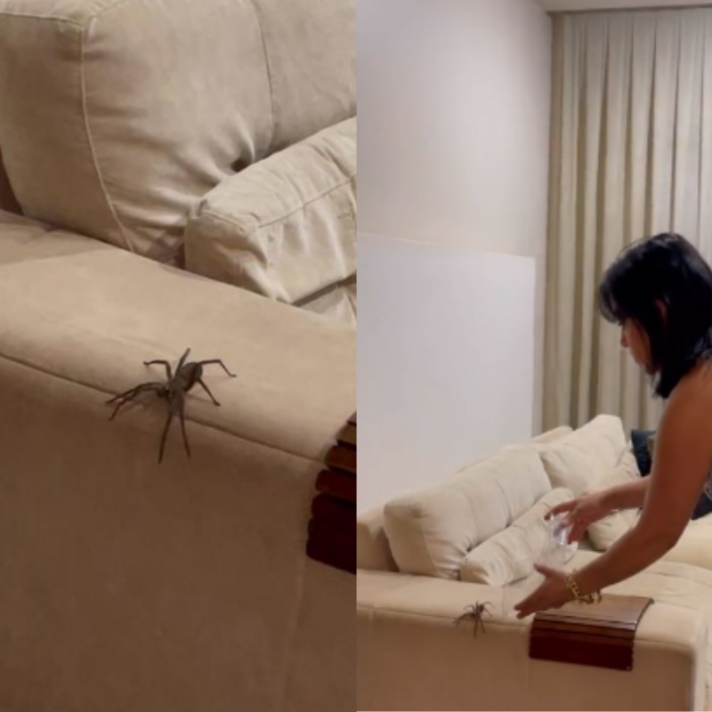 A woman finds a huge spider in her home room.  – Photo: @marceladegusta/TikTok/Reproduction/ND