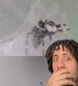 Criador de conteúdo explica imagem da aranha com cara de vovô 