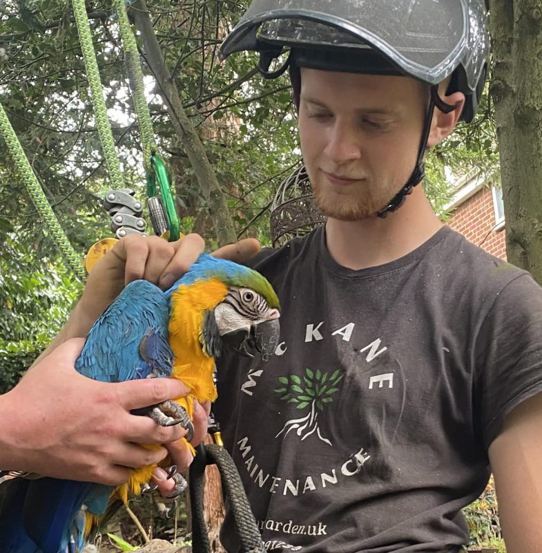 rescued macaw