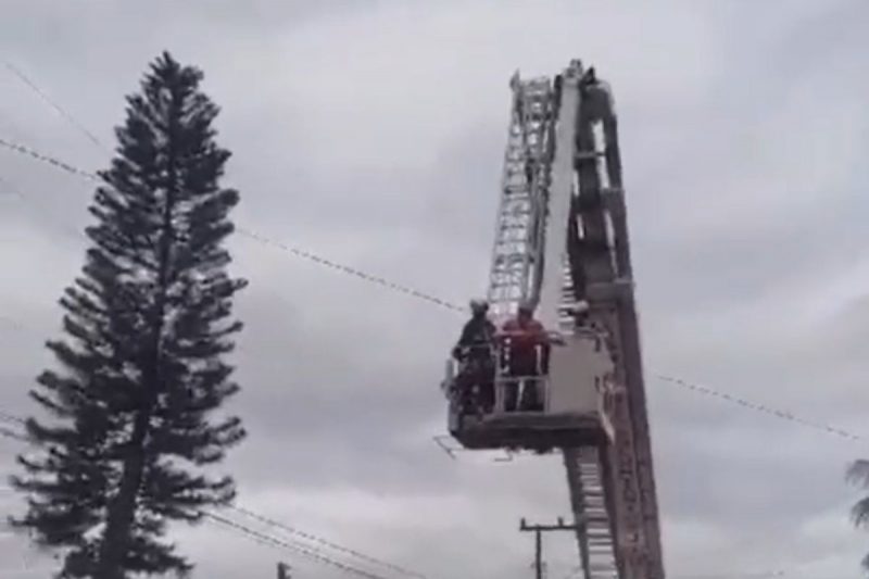 Gato arteiro subiu em árvore e não conseguiu descer