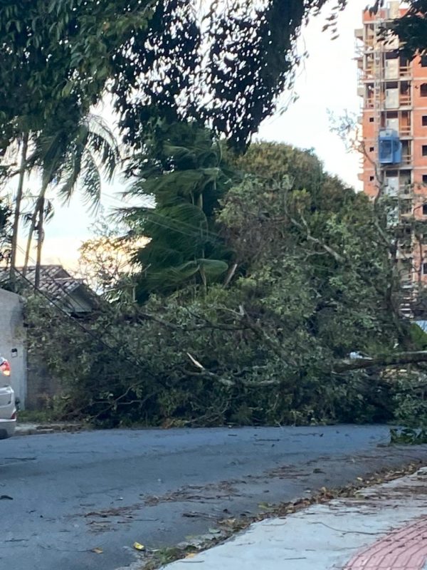 &Aacute;rvores ca&iacute;das s&atilde;o os registros mais comuns em Crici&uacute;ma, no Sul de SC. – Foto: Redes Sociais