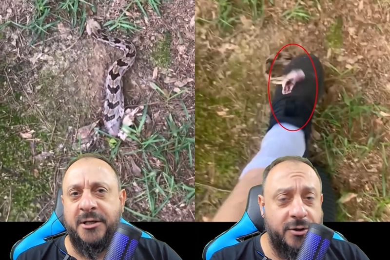 Bi&oacute;logo explicou como cobra &eacute; capaz de se mover mesmo ap&oacute;s ter sido cortada ao meio – Foto: Reprodu&ccedil;&atilde;o/Redes Sociais/ND