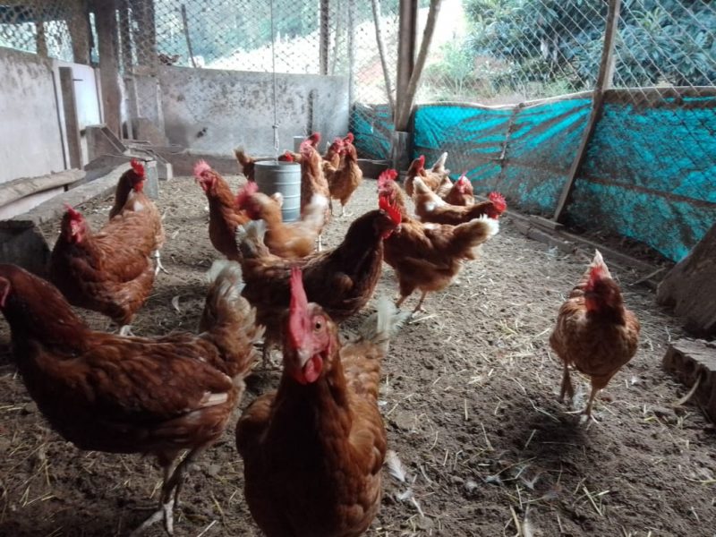 Caso de gripe avi&aacute;ria foi registrado em ave de “fundo de quintal” no &uacute;ltimo s&aacute;bado (15) – Foto: Cidasc/Divulga&ccedil;&atilde;o/ND