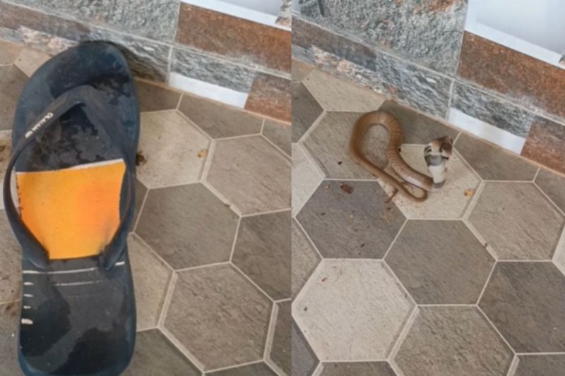 À esquerda, chinelo aparece sobre a cobra venenosa. À direita, ela aparece em forma de ataque, ou seja, pronta para dar o bote