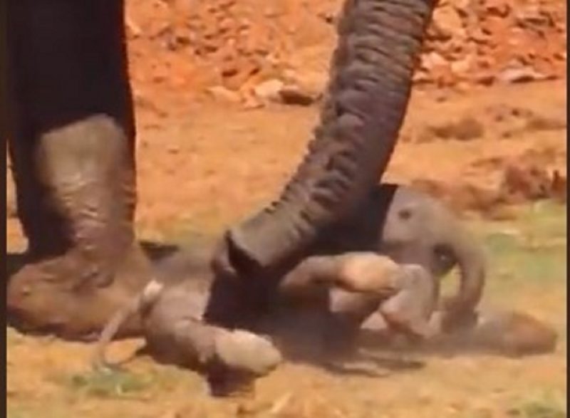 Elefante macho perturba filhote durante descanso em tarde ensolarada e mãe briga para defender filho do "valentão"