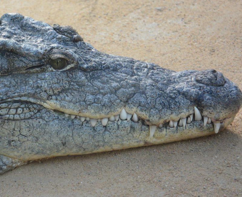 Crocodilos se acasalam entre os meses de outubro e novembro