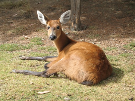 Blastocerus dichotomus ou cervo do Pantanal já está extinto em SC &#8211; Foto: Wikimedia Commons/Divulgação/ND