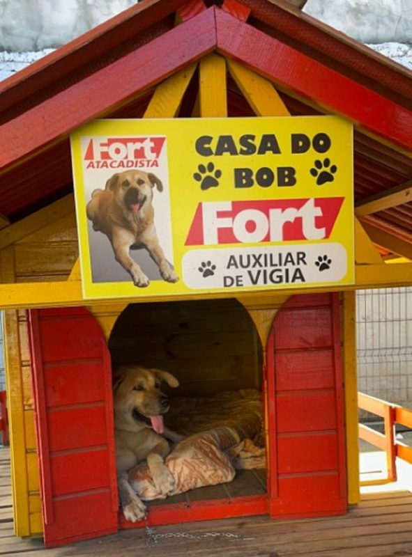 Al&eacute;m de mascote dos funcion&aacute;rios, Bob tamb&eacute;m ganhou cargo de cachorro-vigia no mercado – Foto: Reprodu&ccedil;&atilde;o/Bruno Benetti