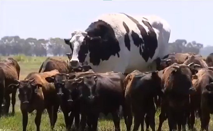 Boi tem 1,94 m de altura e impressionou internautas nas redes sociais 